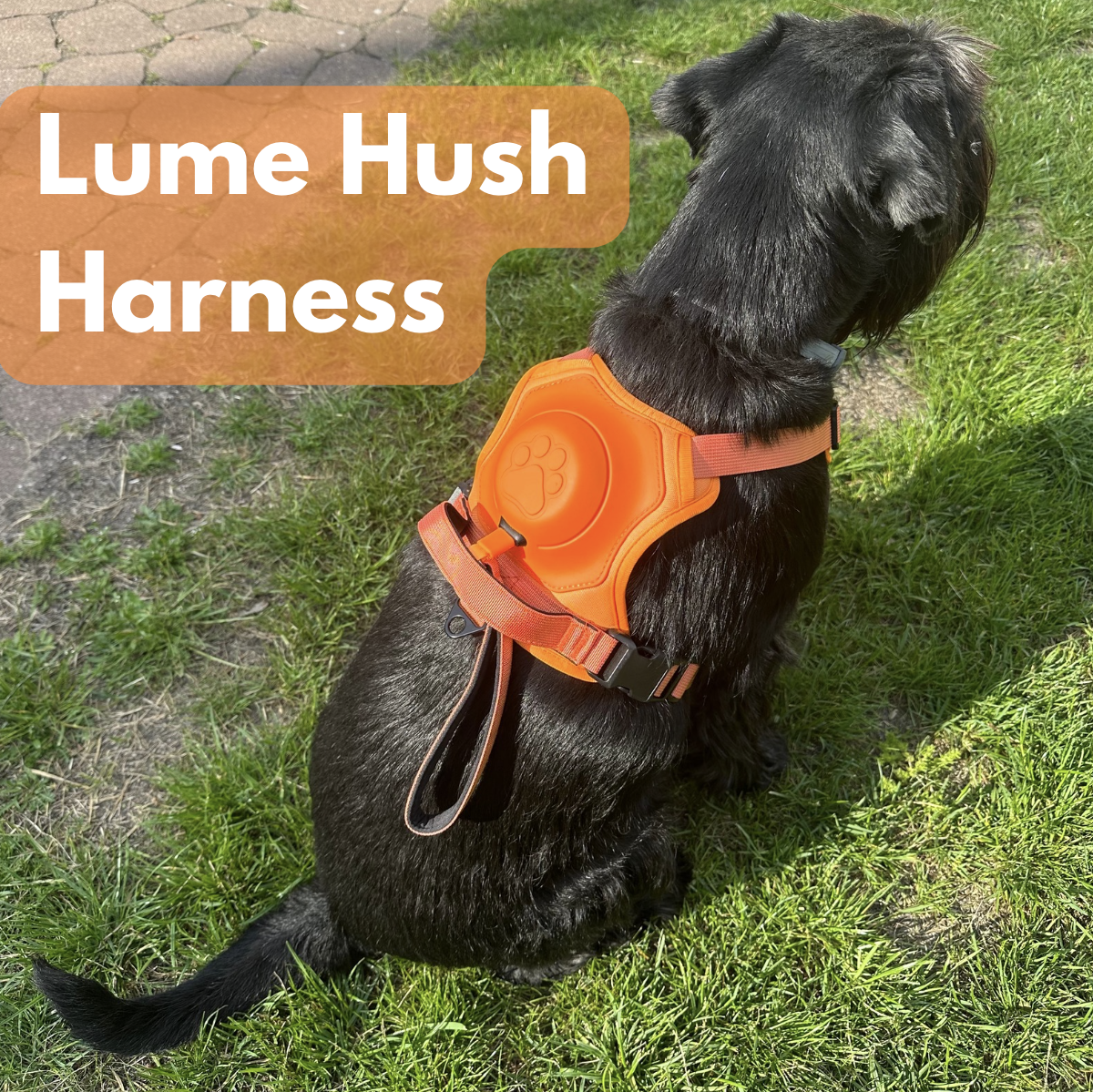 Lume Hush Harness